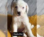 Small #1 Mutt