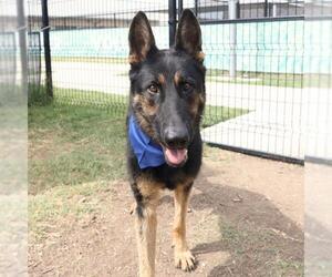 German Shepherd Dog-Unknown Mix Dogs for adoption in San Antonio, TX, USA