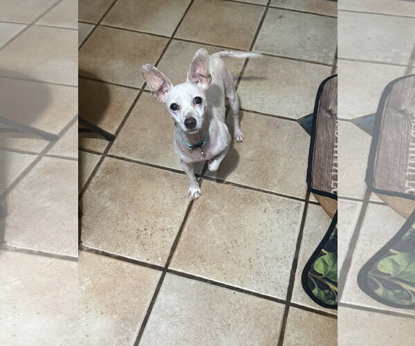 Medium Photo #1 Chihuahua-Unknown Mix Puppy For Sale in Munford, TN, USA