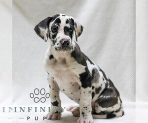 Great Dane Puppy for sale in LITITZ, PA, USA