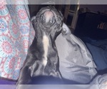 Small #6 Boston Terrier-Faux Frenchbo Bulldog Mix