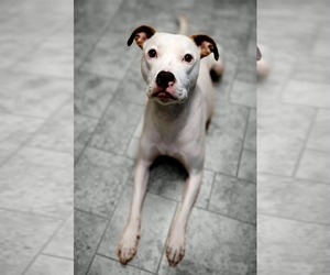 Senene - Female American Pit Bull Terrier-Unknown Mix Dog for Adoption - Photo #4