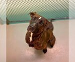 Small Photo #7 American Pit Bull Terrier-Unknown Mix Puppy For Sale in Rowlett, TX, USA