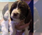 Small #1 English Springer Spaniel