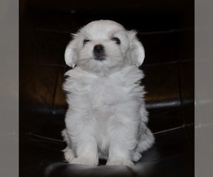 Maltese Puppy for sale in LANSING, MI, USA