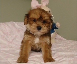 YorkiePoo Puppy for Sale in BURLINGTON, Massachusetts USA