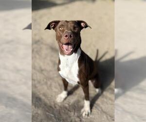 American Pit Bull Terrier Dogs for adoption in West Valley, UT, USA