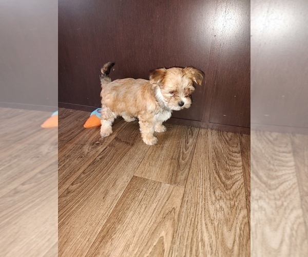 Medium Photo #4 Yorkshire Terrier Puppy For Sale in LAPEER, MI, USA