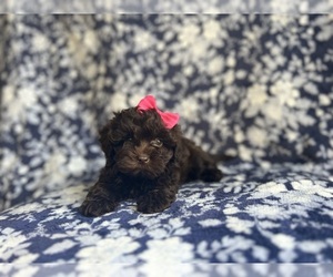 ShihPoo Puppy for sale in LAKELAND, FL, USA