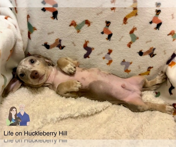 Medium Photo #8 Dachshund Puppy For Sale in LAKEBAY, WA, USA