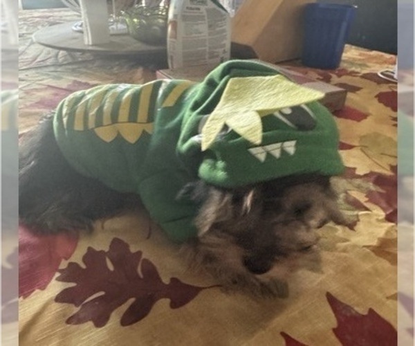 Medium Photo #16 Yorkshire Terrier Puppy For Sale in SAINT LOUIS, MO, USA