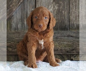 Goldendoodle-Poodle (Standard) Mix Puppy for sale in FREDERICKSBG, OH, USA