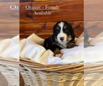 Small Photo #1 Bernese Mountain Dog Puppy For Sale in JONESBORO, AR, USA