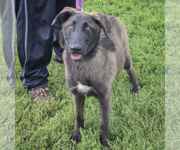 Medium Photo #7 German Shepherd Dog-Huskies  Mix Puppy For Sale in Huntley, IL, USA