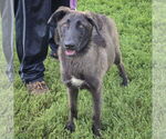 Small #6 German Shepherd Dog-Huskies  Mix