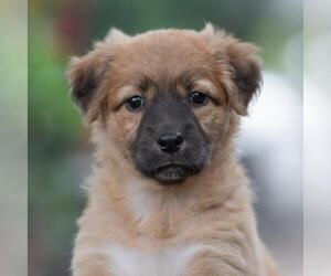 Labrador Retriever-Unknown Mix Dogs for adoption in San Diego, CA, USA