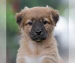 Small Labrador Retriever Mix