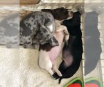 Small Photo #7 Dachshund Puppy For Sale in LAKEBAY, WA, USA