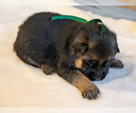 Small #6 German Shepherd Dog