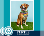 Small #7 Boxer Mix