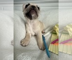 Small #4 French Bulldog
