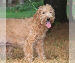 Mother of the Goldendoodle-Poodle (Miniature) Mix puppies born on 08/25/2020