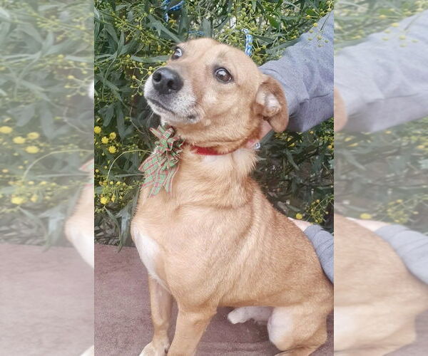 Medium Photo #7 Chihuahua Puppy For Sale in San Diego, CA, USA