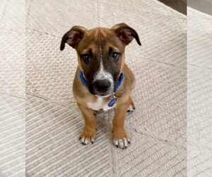 Bryan - Male Mutt Dog for Adoption - Photo #3