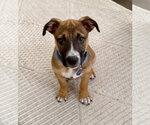 Small Photo #3 Mutt Puppy For Sale in Royal Palm Beach, FL, USA