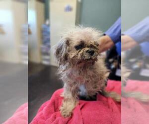 Maltese-Unknown Mix Dogs for adoption in Rockwall, TX, USA