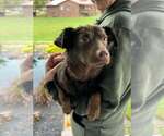 Billy Beau - Male Dachshund-Unknown Mix Dog for Adoption - Small photo