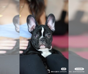 French Bulldog Puppy for sale in CLEVELAND, NC, USA
