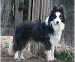 Small #5 Border Collie