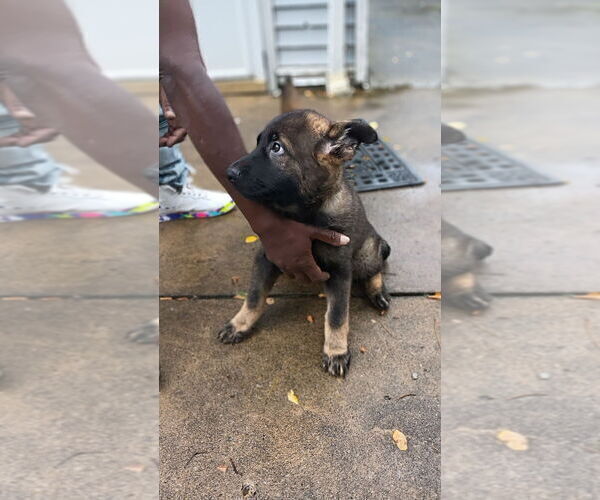 Medium Photo #9 German Shepherd Dog Puppy For Sale in PITTSBURGH, PA, USA