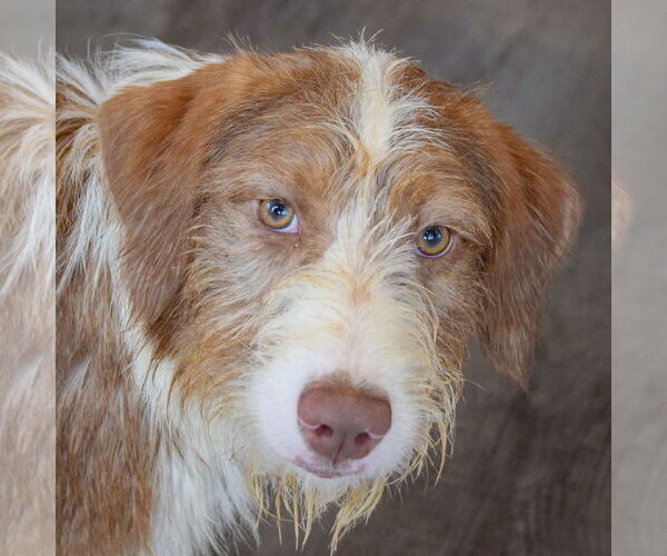 Medium Photo #2 Mutt Puppy For Sale in Huntley, IL, USA