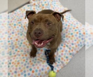 American Pit Bull Terrier Dogs for adoption in Rohnert Park, CA, USA