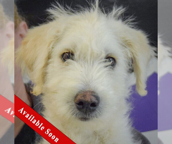 Medium Photo #1 Mutt Puppy For Sale in Huntley, IL, USA