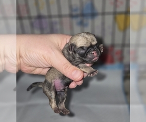 Pug Puppy for sale in BRIDGETOWN, OH, USA
