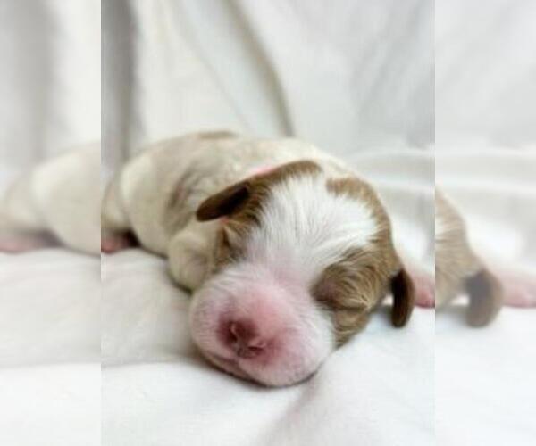 Medium Photo #2 Brittany Puppy For Sale in HORTENSE, GA, USA
