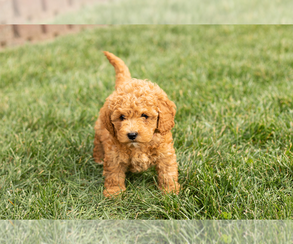 Medium Photo #1 Cock-A-Poo-Goldendoodle Mix Puppy For Sale in TOPEKA, IN, USA