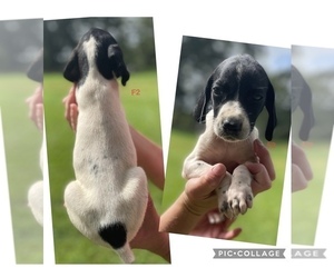German Shorthaired Pointer Puppy for sale in MORTON, MS, USA