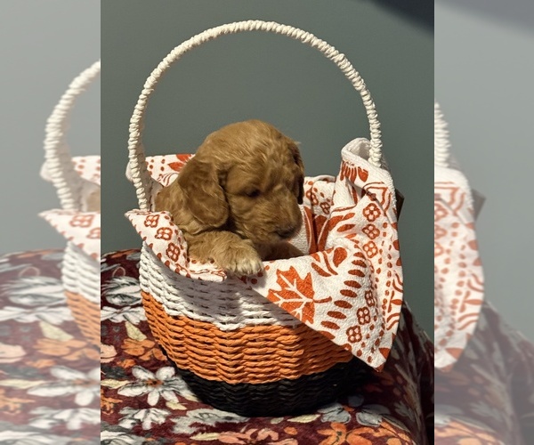 Medium Photo #7 Goldendoodle (Miniature) Puppy For Sale in CARNEGIE, PA, USA