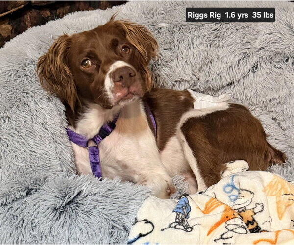 Medium Photo #2 Brittany Puppy For Sale in Curwensville, PA, USA