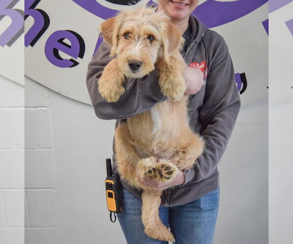 Medium Photo #3 Mutt Puppy For Sale in Huntley, IL, USA