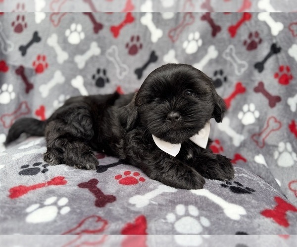 Medium Photo #6 Zuchon Puppy For Sale in LAKELAND, FL, USA
