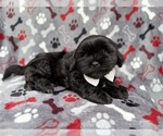 Small #5 Zuchon