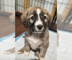Small Photo #3 Borador Puppy For Sale in Aurora, IN, USA