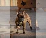 Small Photo #2 French Bulldog Puppy For Sale in BUCHANAN DAM, TX, USA