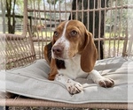Small Photo #11 Beagle Puppy For Sale in OCALA, FL, USA