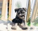 Small Photo #1 Schnauzer (Miniature) Puppy For Sale in GERMANTOWN, OH, USA